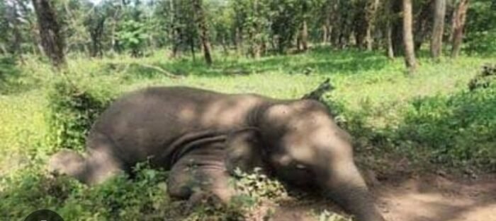  कोटद्वार शहर के सुखरौ के जंगल में एक वृद्ध हथिनी की हुई मौत