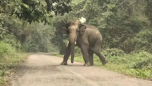  पैदल घर लौट रहे ग्रामीण की हाथी ने ली जान, दुगड्डा रेंज के पास पटक-पटककर उतारा मौत के घाट