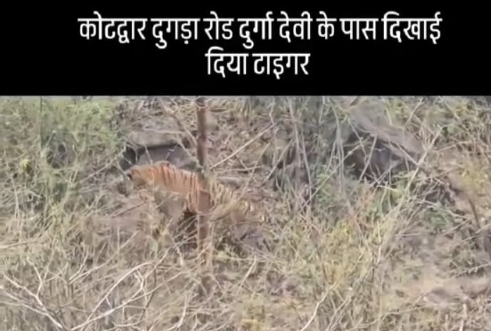 कोटद्वार दुग्गड़ा रोड दुर्गा देवी मंदिर के पास बताया जाने वाला एक और बाघ का वीडियो हुआ वायरल: देखें वीडियो