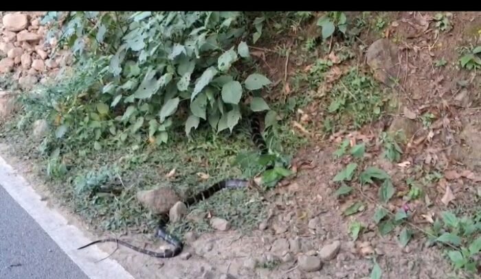 कोटद्वार में किंग कोबरा ने बीच सड़क पर उगल डाला एक खतरनाक सांप, देख लोग बोले-अपनी बिरादरी तक को नहीं छोड़ा: देखें वीडियो