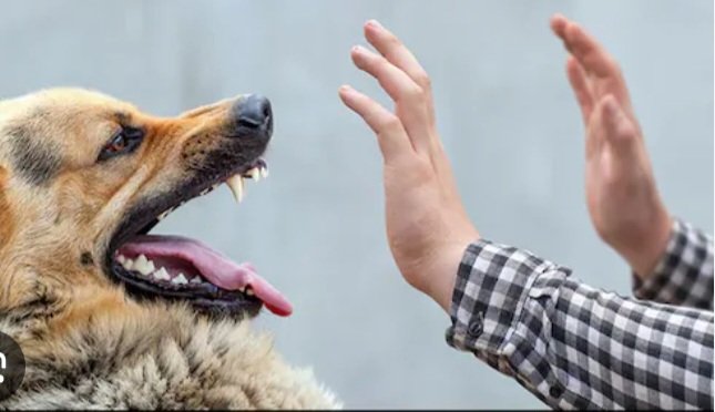  आवारा कुत्ते ने एक ही दिन में 15 लोगों को काटा, ग्रामीण दहशत में