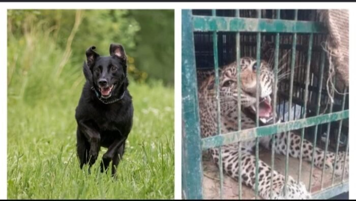  कुत्ते के शिकार करने आया गुलदार खुद हुआ शिकार, पिंजरे में कैद