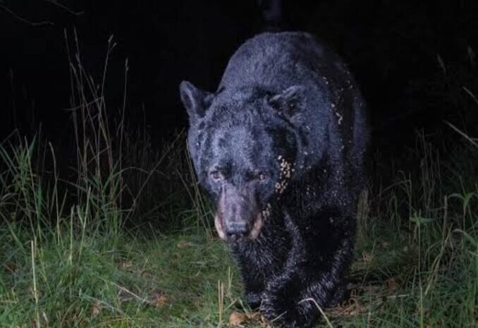  भालू ने दो बछड़ों को बनाया निवाला, गांव में दहशत