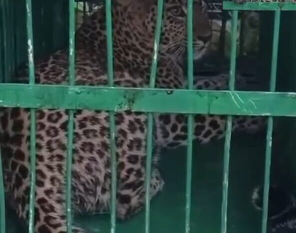  पोखडा के घड़ियाल में पिंजरे में कैद हुआ गुलदार, ग्रामीणों ने ली राहत की सांस। देखें वीडियो